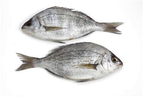 Sea Bream Fish, The Complete Guide .